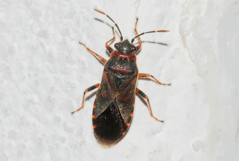 Liygaeidae: Arocatus melanocephalus dell''Emilia (RE)
